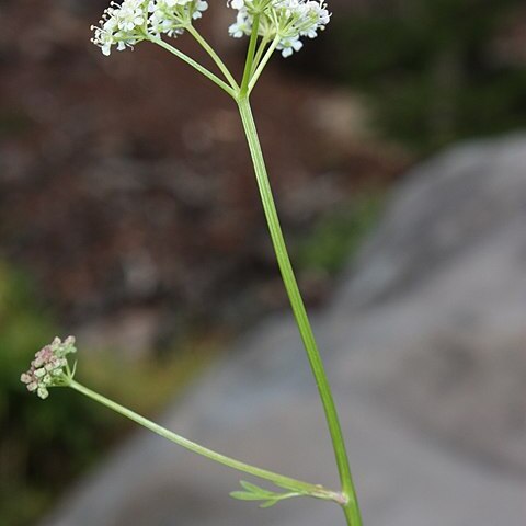 Ligusticum grayi unspecified picture