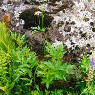 Ligusticum canbyi unspecified picture