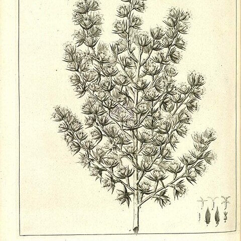 Cliffortia ruscifolia unspecified picture