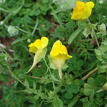 Linaria platycalyx unspecified picture