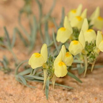 Linaria haelava unspecified picture