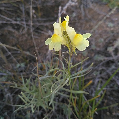 Linaria buriatica unspecified picture