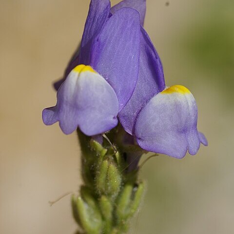 Linaria clementei unspecified picture