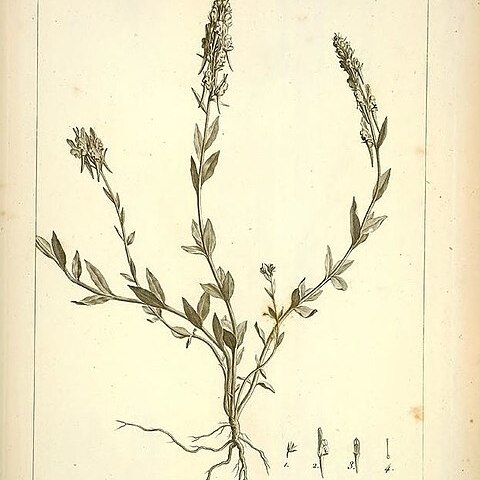 Linaria virgata unspecified picture