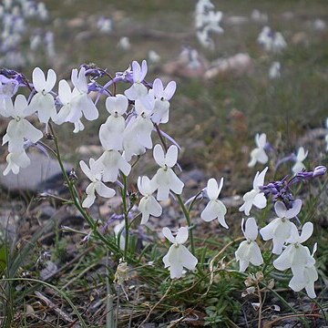 Linaria nigricans unspecified picture