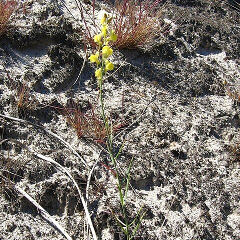 Linaria odora unspecified picture