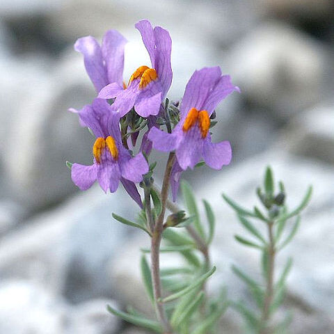 Linaria unspecified picture