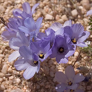 Linanthus parryae unspecified picture