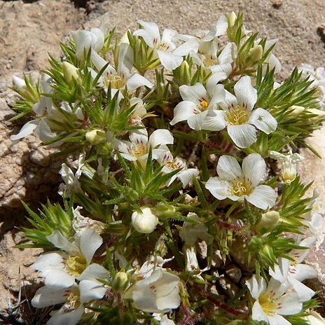 Linanthus unspecified picture