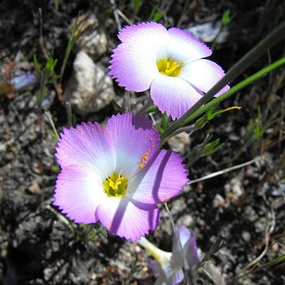 Linanthus dianthiflorus unspecified picture