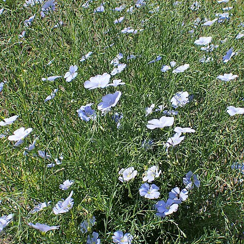 Linum altaicum unspecified picture