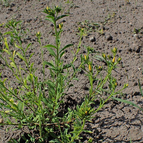 Linum amurense unspecified picture