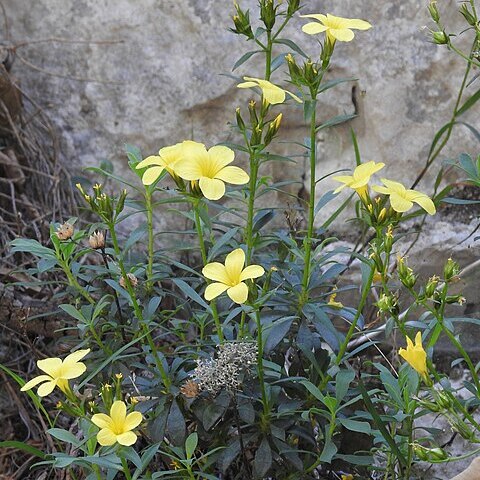 Linum arboreum unspecified picture