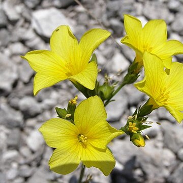 Linum ucranicum unspecified picture