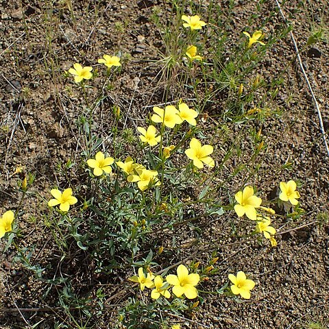 Linum mucronatum unspecified picture