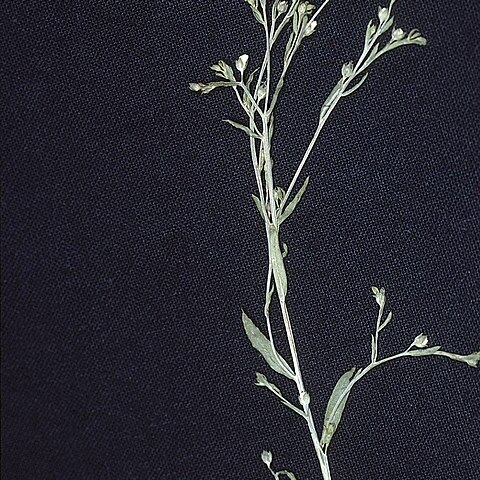 Linum striatum unspecified picture