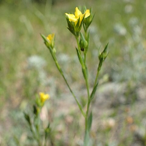 Linum corymbulosum unspecified picture