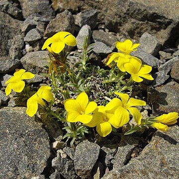 Linum cariense unspecified picture