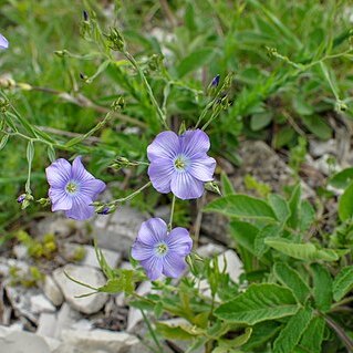 Linum nervosum unspecified picture