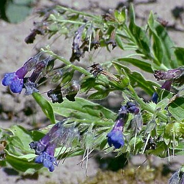 Lindelofia longiflora unspecified picture