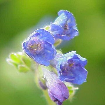 Lindelofia longiflora unspecified picture