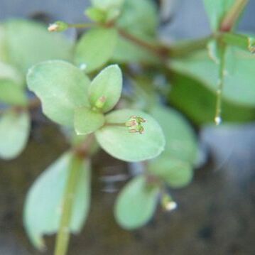 Lindernia procumbens unspecified picture