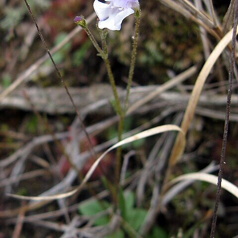 Lindernia monticola unspecified picture