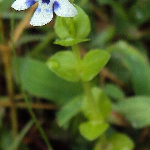 Lindernia rotundifolia unspecified picture