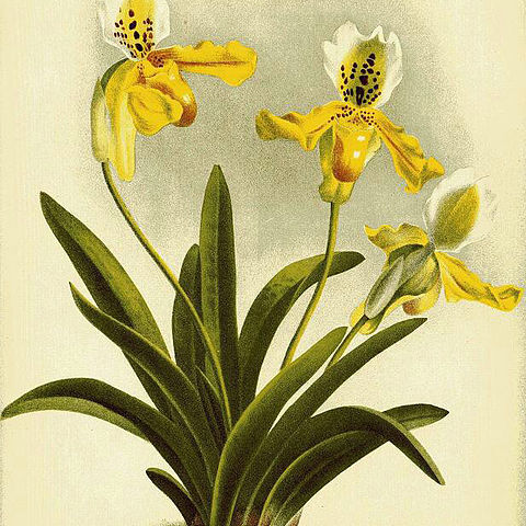 Paphiopedilum exul unspecified picture