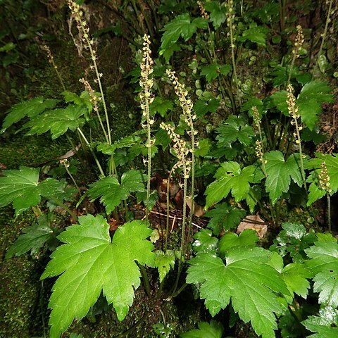 Mitella acerina unspecified picture