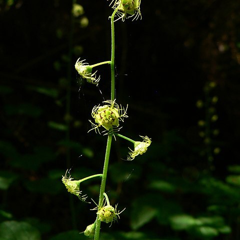 Mitella caulescens unspecified picture