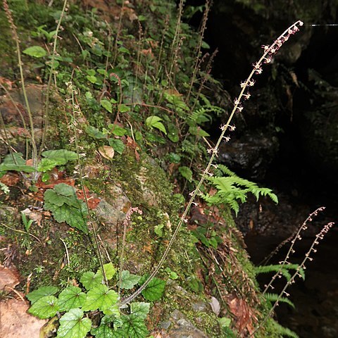 Mitella furusei var. subramosa unspecified picture