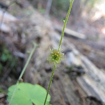 Mitella nuda unspecified picture