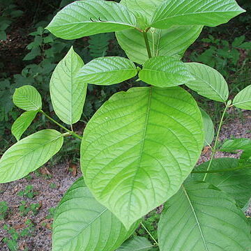 Mitragyna speciosa unspecified picture