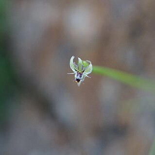 Miersia chilensis unspecified picture