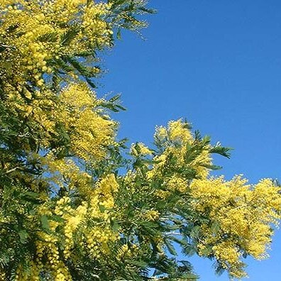 Mimosa turneri unspecified picture