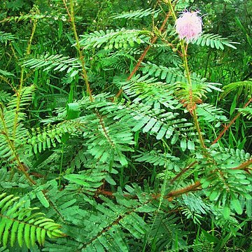 Mimosa paludosa unspecified picture