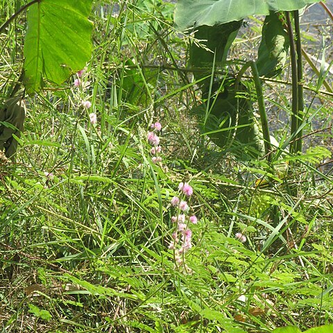 Mimosa invisa unspecified picture