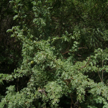 Mimosa detinens unspecified picture