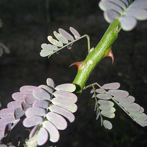 Mimosa detinens unspecified picture