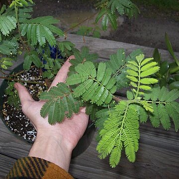 Mimosa tenuiflora unspecified picture