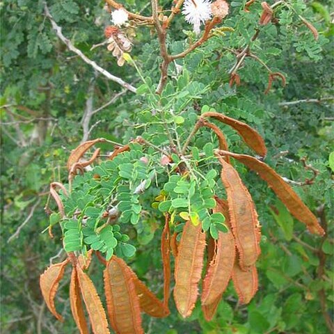 Mimosa bahamensis unspecified picture