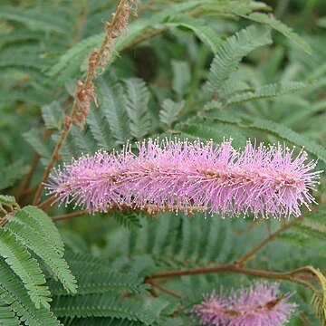 Mimosa verrucosa unspecified picture