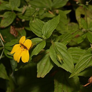 Erythranthe dentata unspecified picture