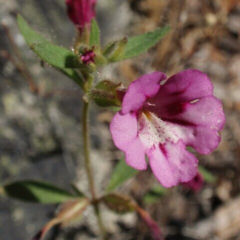 Mimulus layneae unspecified picture