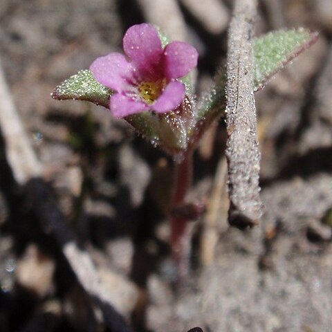 Diplacus leptaleus unspecified picture