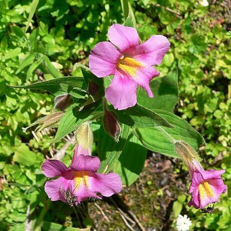 Mimulus unspecified picture