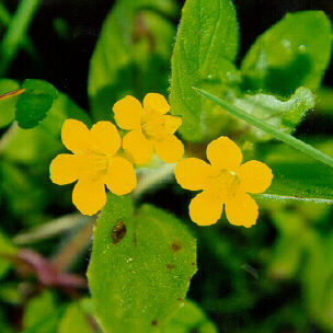 Erythranthe moschata unspecified picture