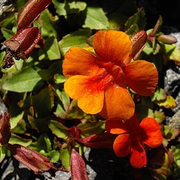 Erythranthe nasuta unspecified picture