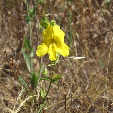 Diplacus brevipes unspecified picture